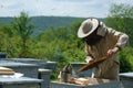 Beekeeper on apiary. Beekeeper is working with bees and beehives on the apiary.