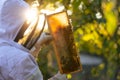 Beekeeper on an apiary, beekeeper is working with bees and beehives on the apiary, beekeeping or apiculture concept