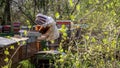 Beekeeper on apiary. Beekeeper is working with bees and beehives on the apiary