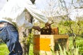 Beekeeper on apiary. Beekeeper is working with bees and beehives on the apiary