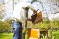 Beekeeper on apiary. Beekeeper is working with bees and beehives on the apiary