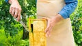 A beekeeper in an apron holds a frame with honeycombs in his hands and cuts honey out of it. Real honey of the highest quality