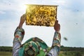 Bee-keeper with a bee frame checks the honey crop Royalty Free Stock Photo