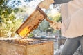 Beekeeper, beehive with a person removing beeswax from a hive on an eco friendly farm. Extraction, bees wax and hands of