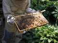 Beekeeper and Bees on Hive Tray