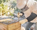 Beekeeper, bees and honey production process for natural organic wax extraction, sustainability farming and honeycomb Royalty Free Stock Photo