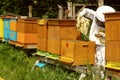 Beekeeper with bees Royalty Free Stock Photo