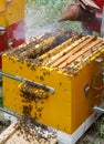 The beekeeper blows smoke on frames with bees in a hive