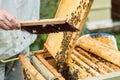 Beekeeper brushing bees from honeycomb