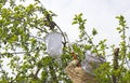Beekeeper capturing a bee swarm on an apple tree Royalty Free Stock Photo