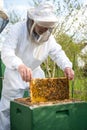 Beekeeper caring for bee colony