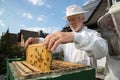 Beekeeper caring for bee colony