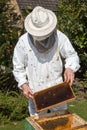 Beekeeper caring for bee colony Royalty Free Stock Photo