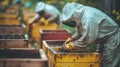 Beekeeper caring for bees at colorful apiary. Examining beehives amidst flying bees. Concept of apiculture, bee farming Royalty Free Stock Photo