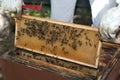 A beekeeper checkes his hives
