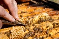 Beekeeper checking a beehive to ensure health of the bee colony. Royalty Free Stock Photo