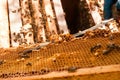 Beekeeper checking a beehive to ensure health of the bee colony. Royalty Free Stock Photo