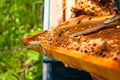 Beekeeper checking a beehive to ensure health of the bee colony. Royalty Free Stock Photo