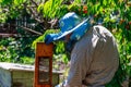 Beekeeper checking a beehive to ensure health of the bee colony or collecting honey Royalty Free Stock Photo