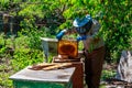 Beekeeper checking a beehive to ensure health of the bee colony or collecting honey Royalty Free Stock Photo