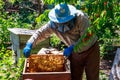 Beekeeper checking a beehive to ensure health of the bee colony or collecting honey Royalty Free Stock Photo