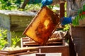 Beekeeper checking a beehive to ensure health of the bee colony or collecting honey Royalty Free Stock Photo