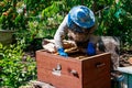 Beekeeper checking a beehive to ensure health of the bee colony or collecting honey Royalty Free Stock Photo