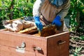 Beekeeper checking a beehive to ensure health of bee colony or collecting honey Royalty Free Stock Photo