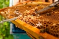 Beekeeper checking a beehive to ensure health of the bee colony. Royalty Free Stock Photo