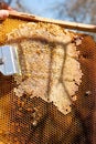 Beekeeper checking a beehive to ensure health of the bee colony. Royalty Free Stock Photo