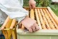 Beekeeper checking his bees Royalty Free Stock Photo