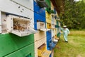 Beekeeper checking his hives Royalty Free Stock Photo