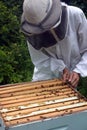 Beekeeper checking hive