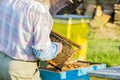 Beekeeper checking hive