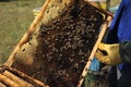 Beekeeper checking the honey produced by bees in the woods Royalty Free Stock Photo