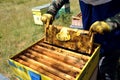 Beekeeper checking the honey produced by bees in the woods Royalty Free Stock Photo