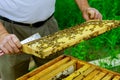 Beekeeper checks beehives with bees, caring for frames