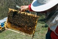 The beekeeper checks the frame with the bees Royalty Free Stock Photo