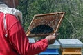 The beekeeper checks the frame with the bees Royalty Free Stock Photo