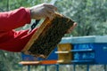 The beekeeper checks the frame with the bees Royalty Free Stock Photo