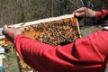 The beekeeper checks the frame with the bees Royalty Free Stock Photo