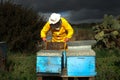 A beekeeper checks his hives to see if the bees have produced honey