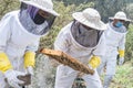 A beekeeper checks a honeycomb frame with two other workers Royalty Free Stock Photo