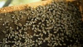 Beekeeper checks how the bees prepare honey work in beehive wooden racks waxen honeycombs Pulls out