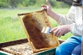 Beekeeper cleans honey frames. A man works at the apiary in the summer.