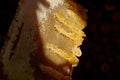 Beekeeper collects fresh sweet honey honeycombs