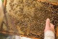 The beekeeper collects honey from a beehive, in which a lot of bees.