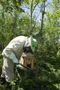 A beekeeper collects a swarm of bees that has escaped from a hive.