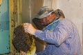 The beekeeper collects a swarm of bees. Wild bees settled in the