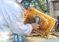 Beekeeper consider bees in honeycombs with a magnifying glass Royalty Free Stock Photo